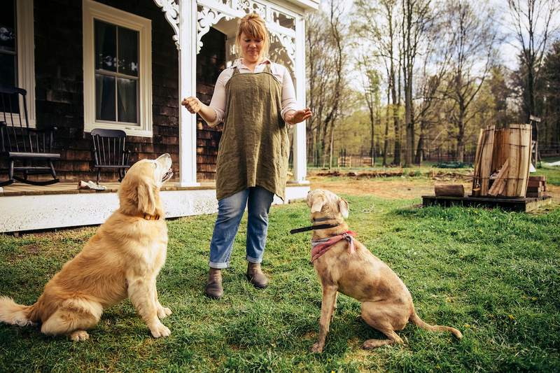 Woman feeding dogs in front yard with rural house in background.